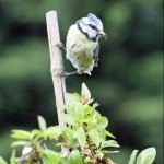 Blue Tit with breakfast and no time to preen itself....by Sid Cumberland
