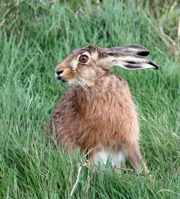 A hare at Hyde Hall today - Credit: Sid Cumberland