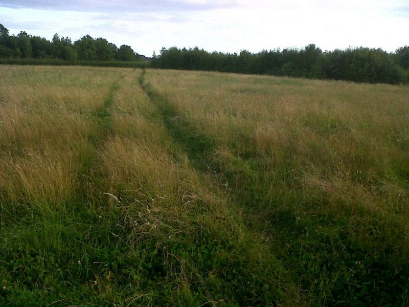 Sweyne Park grass 2