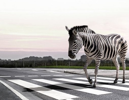 zebra-crossing-l