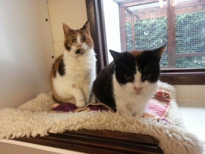 Buffy and Fergie - - two cats looking for a home