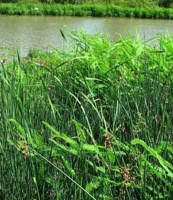 green reed