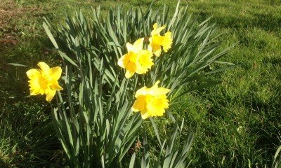 Daffodils on the verge by Ferndale Road and Hullbridge Road