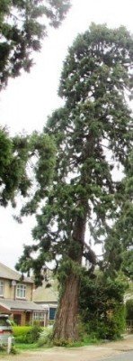 giant redwoods