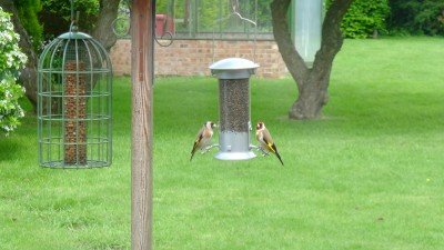 Green Belt - Goldfinches
