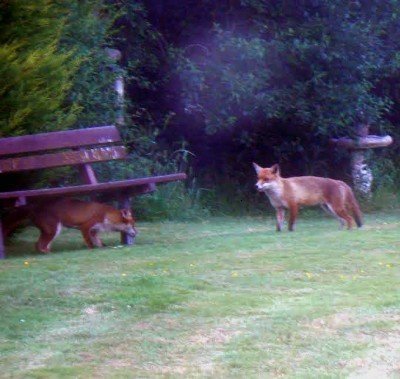 rawreth garden foxes 2